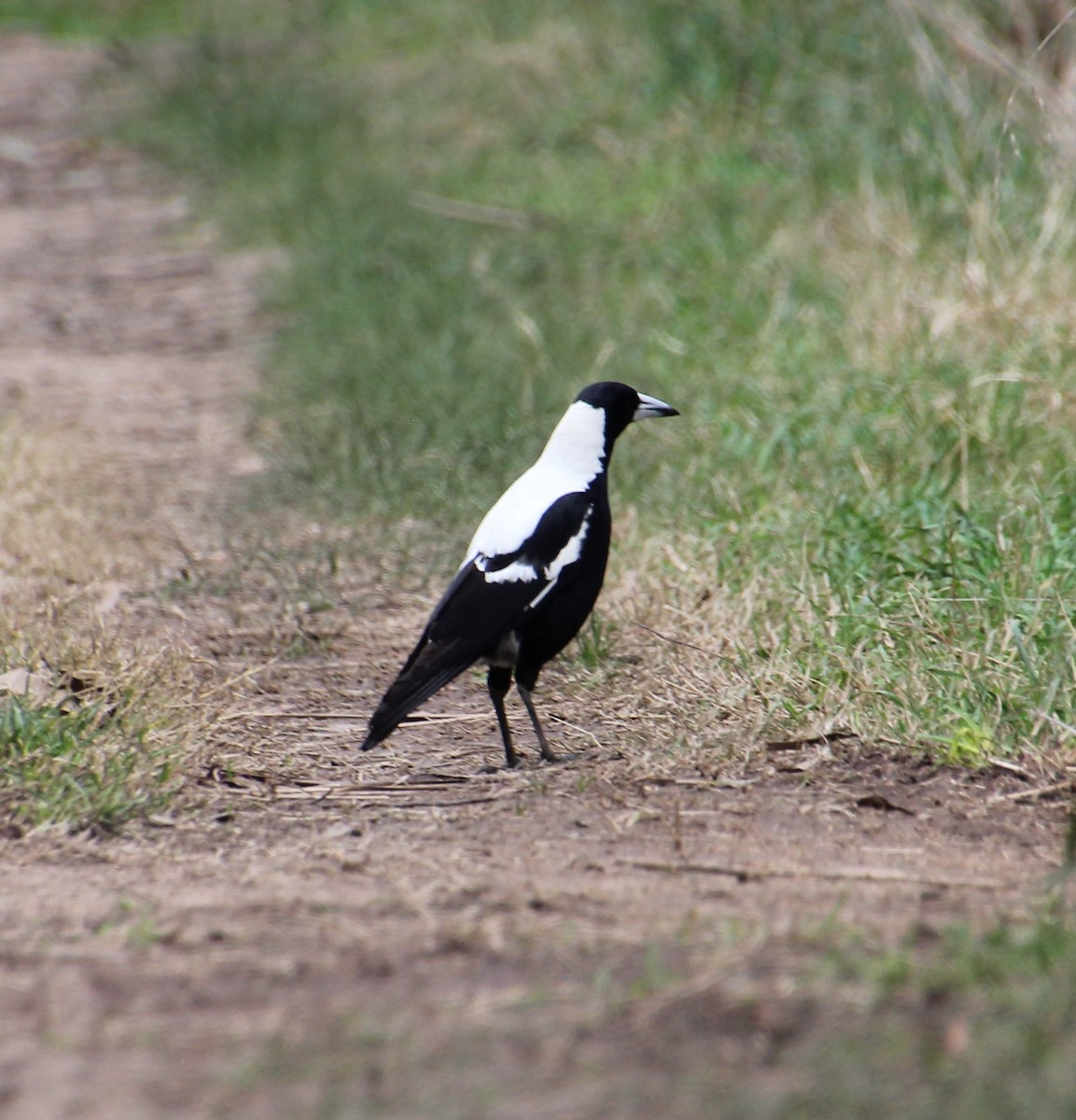 Australian Magpie - ML638520139