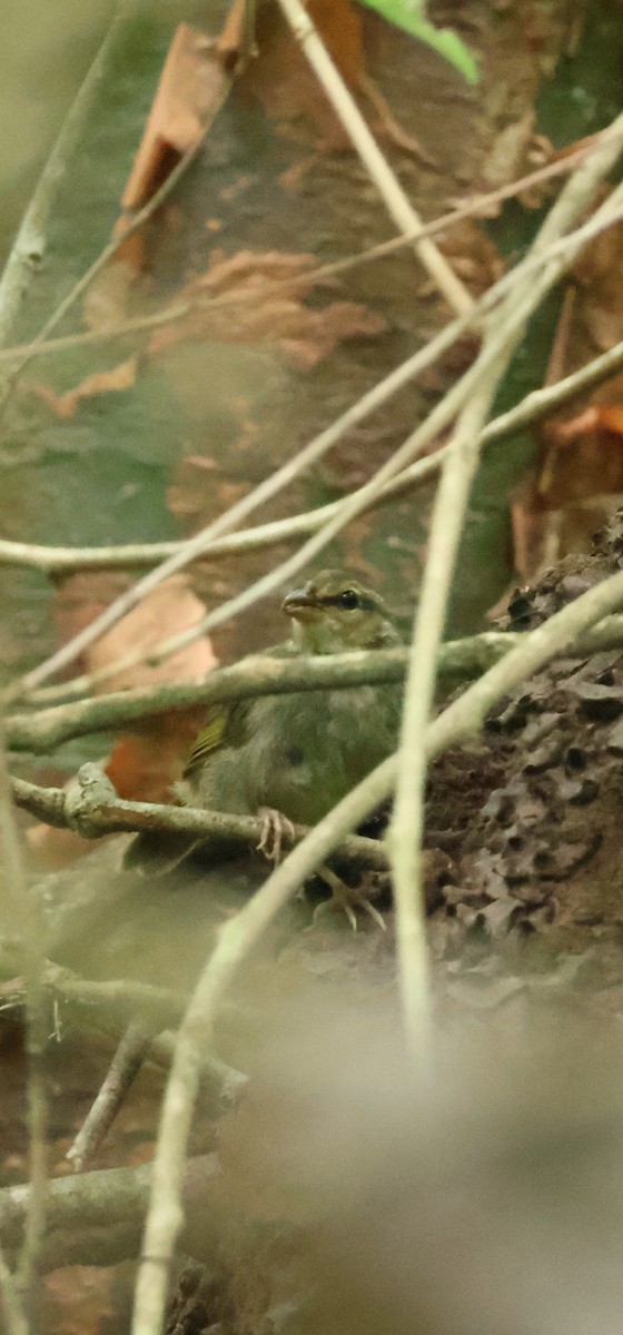Olive Sparrow - ML638520157