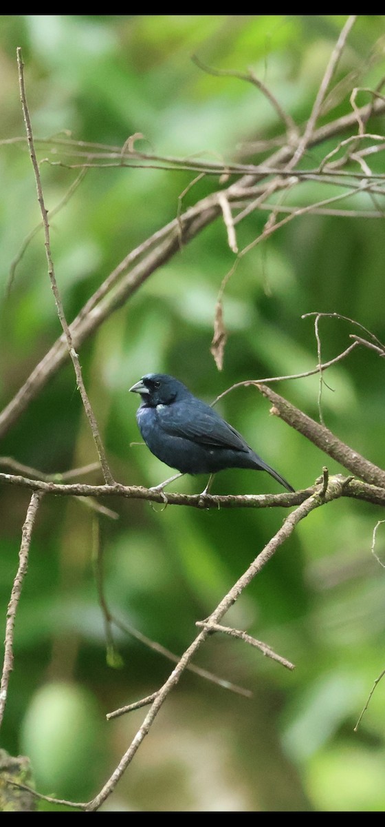 Blue-black Grassquit - ML638520176