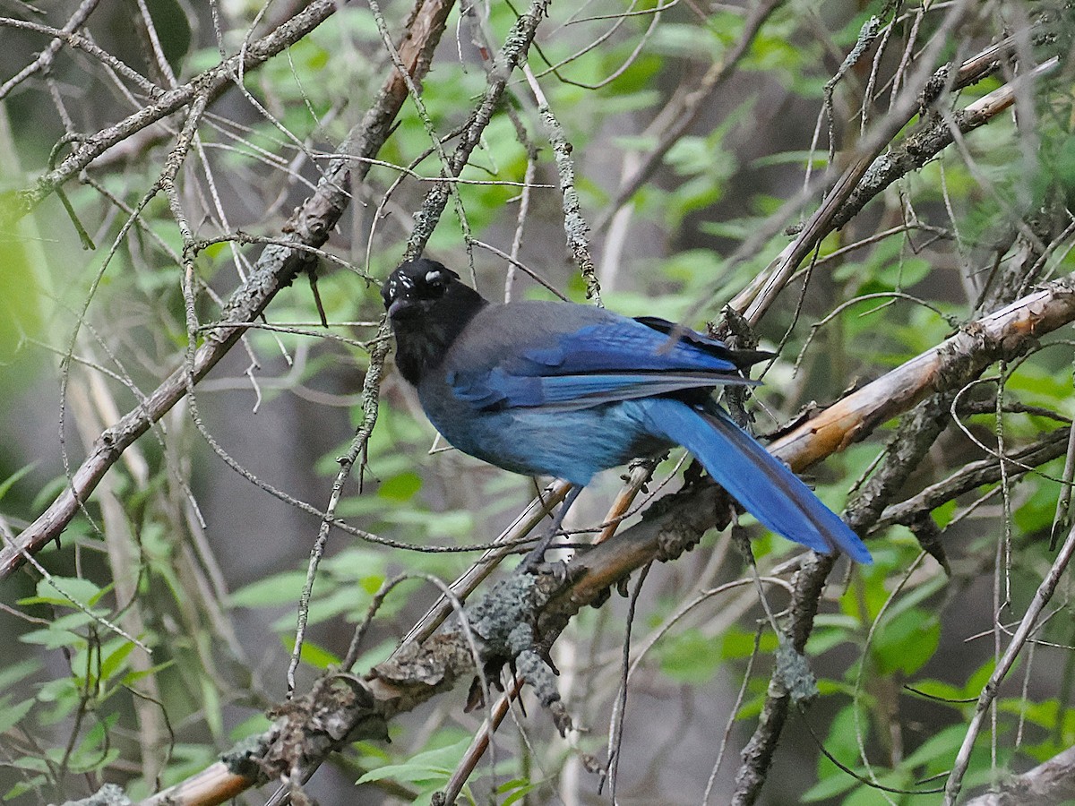 Steller's Jay - ML638520179