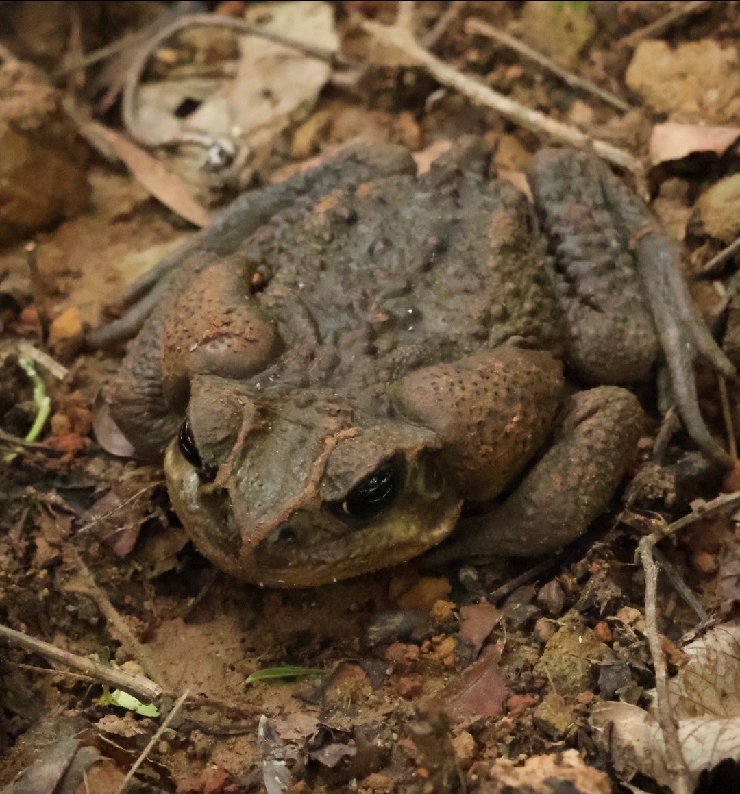 Animals - ML638520201