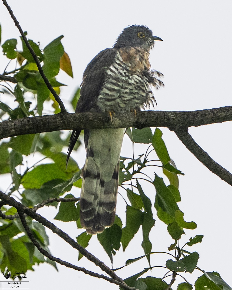 Large Hawk-Cuckoo - ML638520222