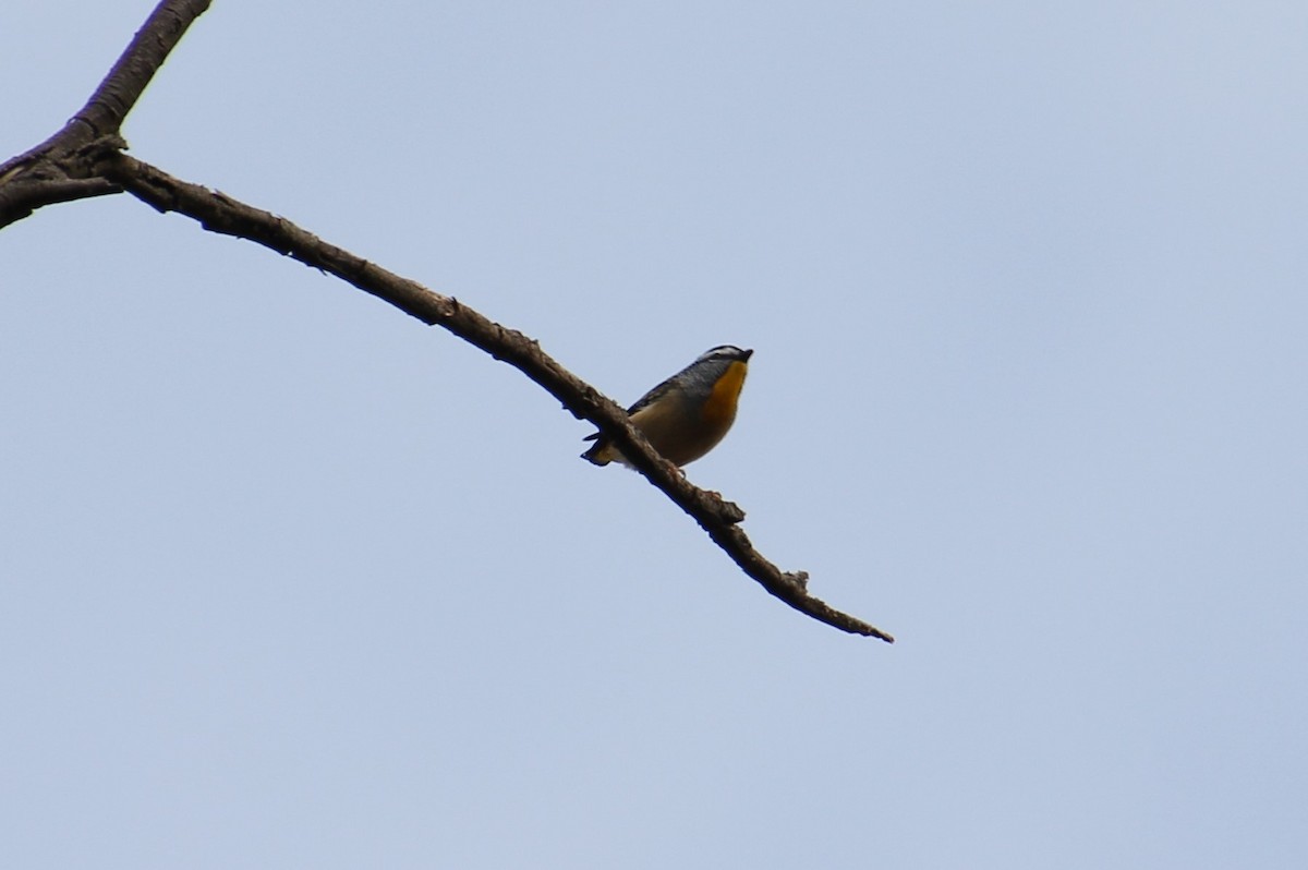 Spotted Pardalote - ML638520227