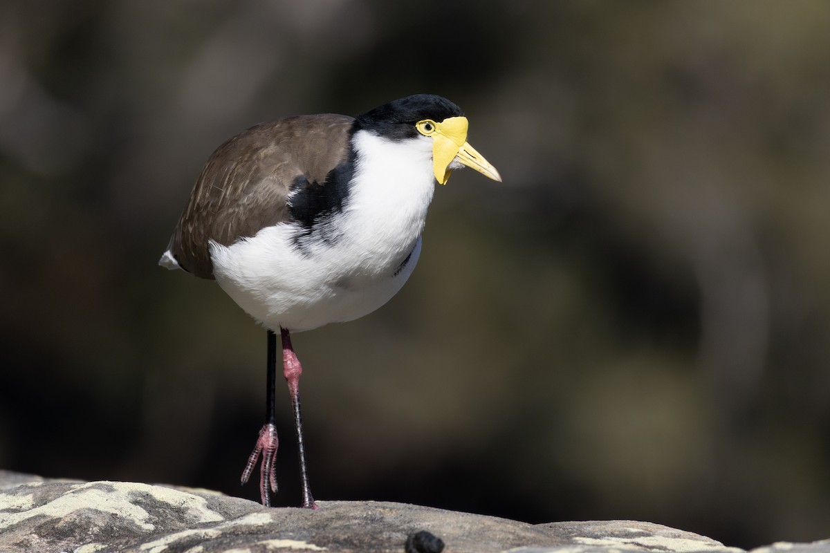 Masked Lapwing - ML638520255