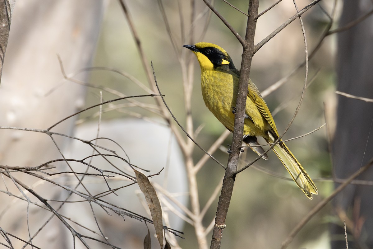 Yellow-tufted Honeyeater - ML638520259