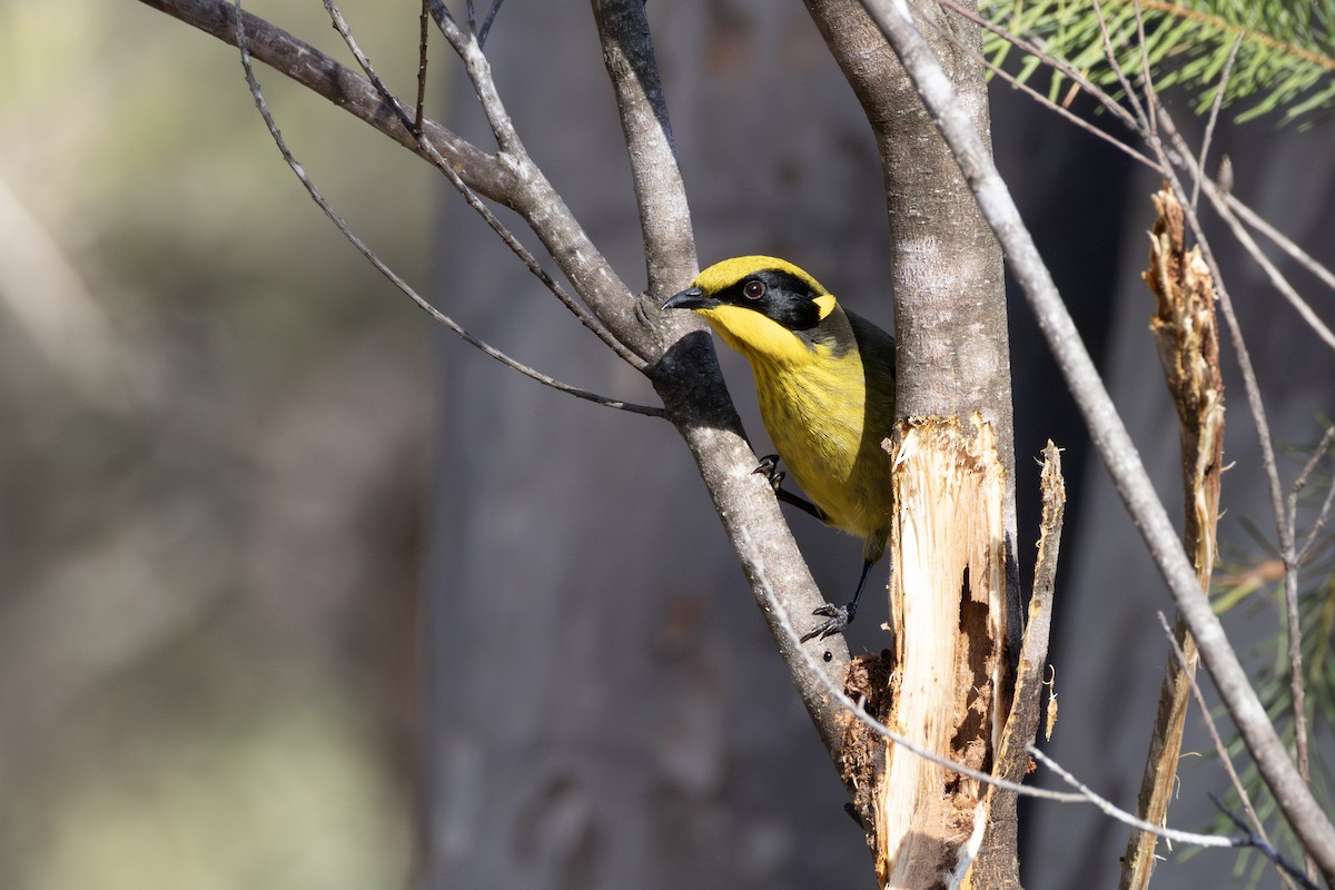 Yellow-tufted Honeyeater - ML638520262