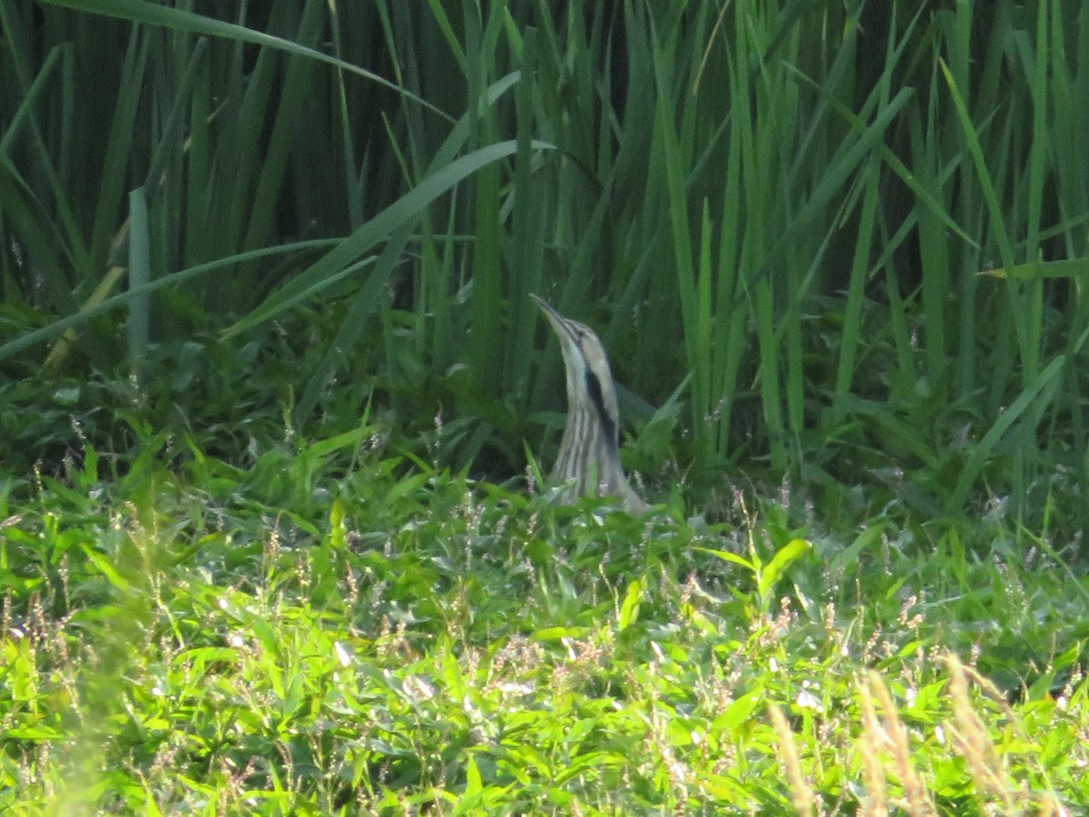 American Bittern - ML638520276