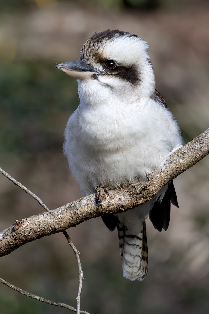 Laughing Kookaburra - ML638520279