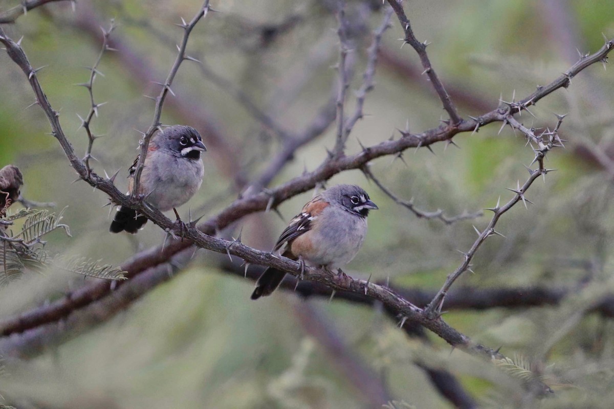 Bridled Sparrow - ML638520282