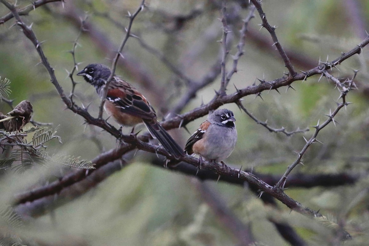 Bridled Sparrow - ML638520283
