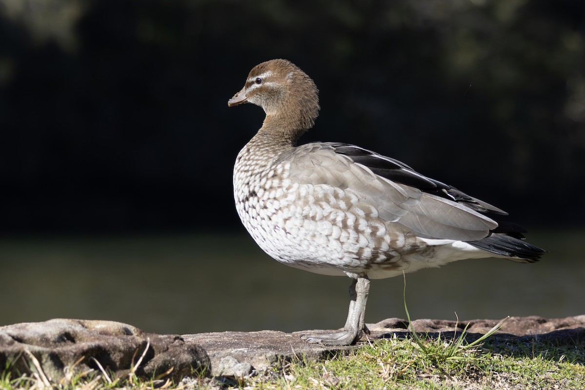 Maned Duck - ML638520289