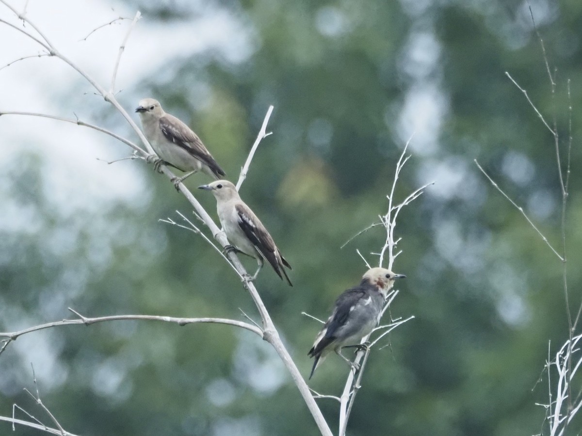 Chestnut-cheeked Starling - ML638520301