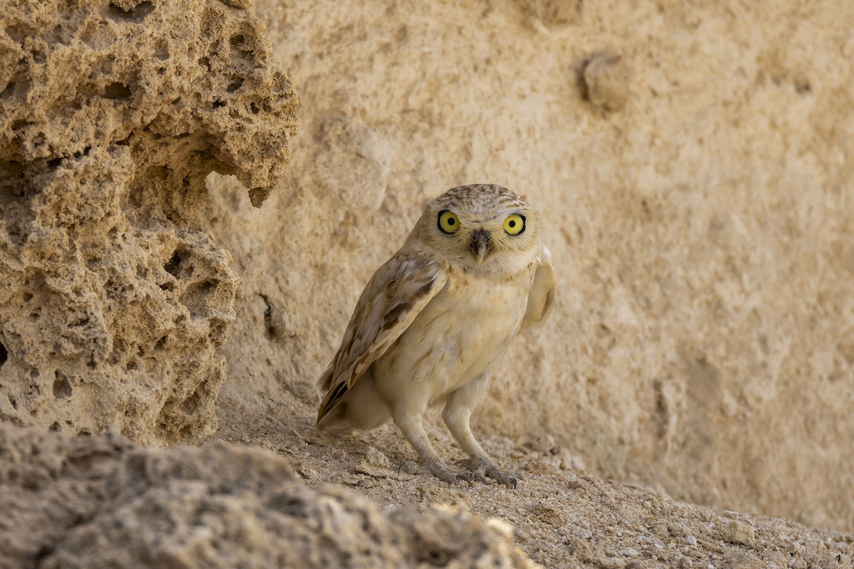 Little Owl - ML638520306