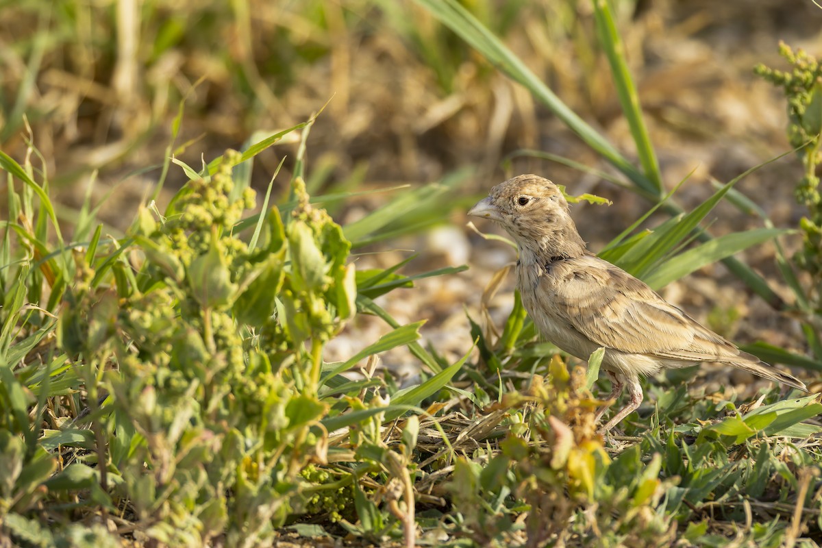 Black-crowned Sparrow-Lark - ML638520315
