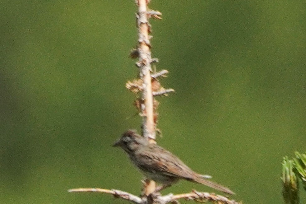 Lincoln's Sparrow - ML638520348