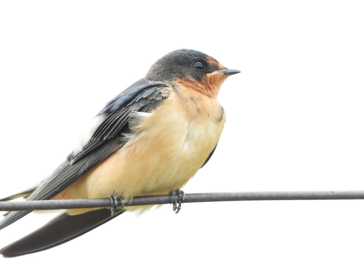 Barn Swallow - ML638520359