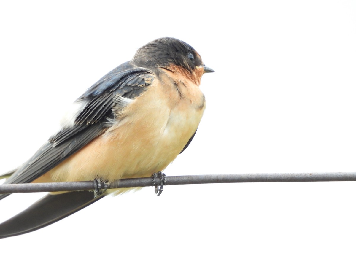 Barn Swallow - ML638520360