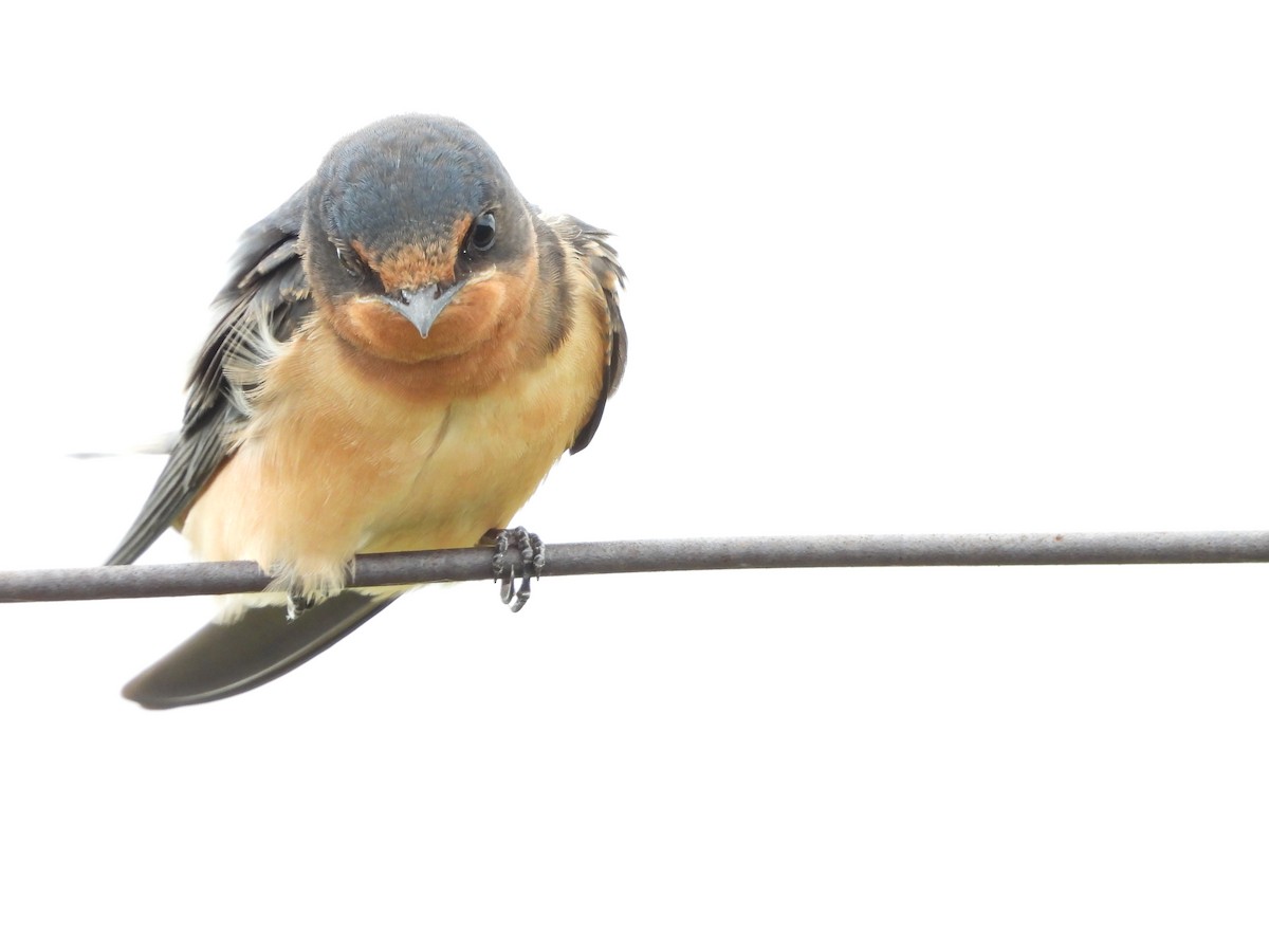 Barn Swallow - ML638520362