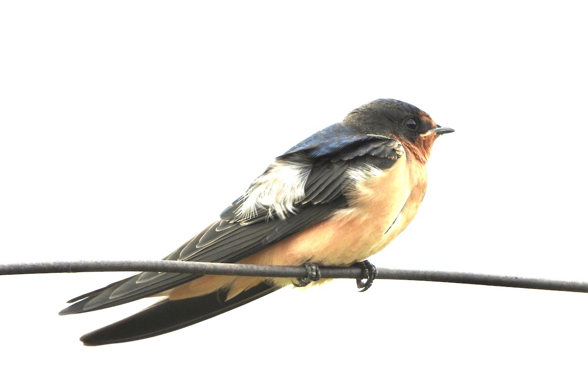 Barn Swallow - ML638520364