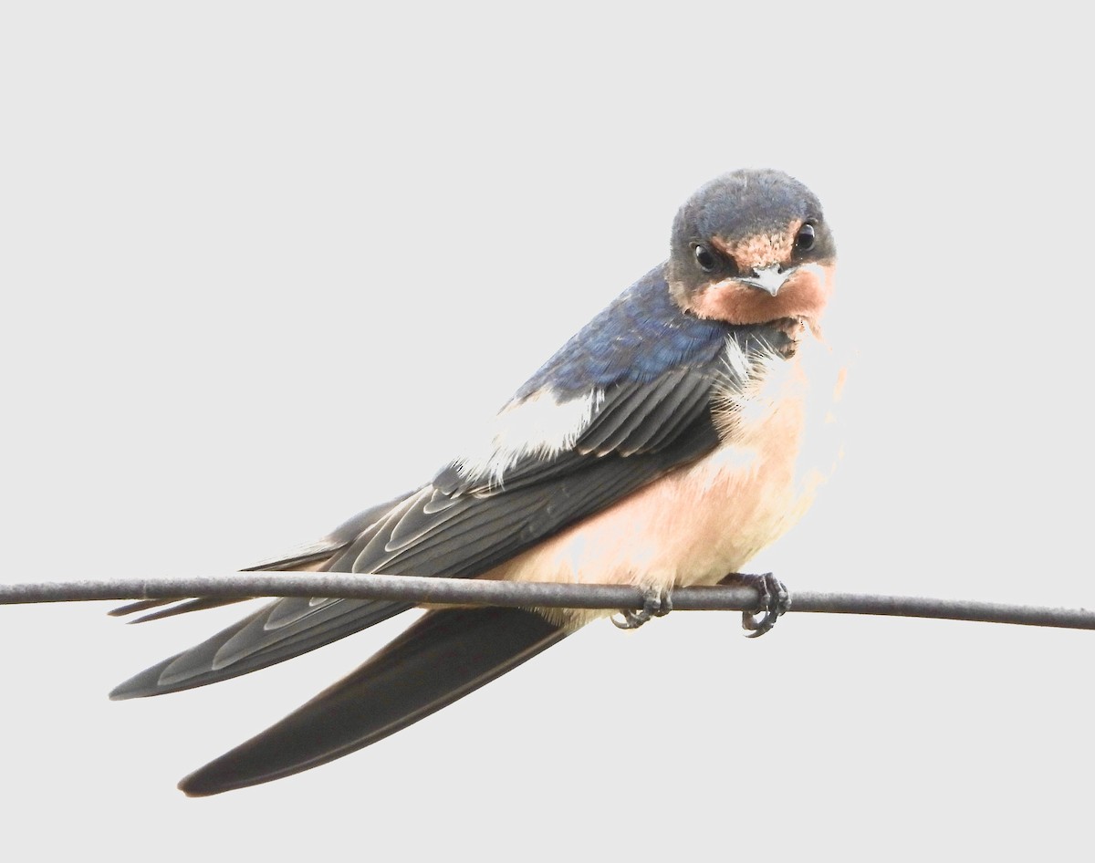Barn Swallow - ML638520369
