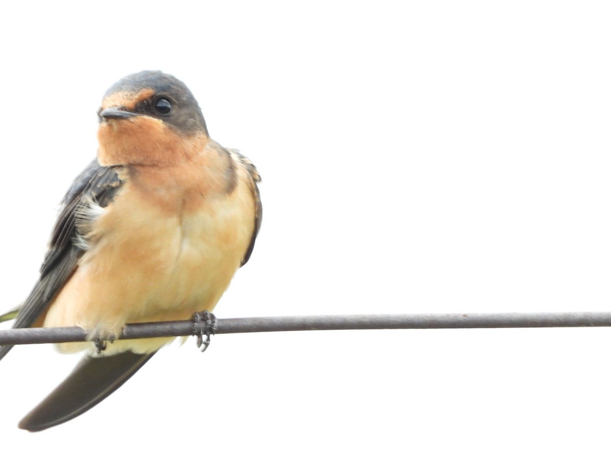 Barn Swallow - ML638520371