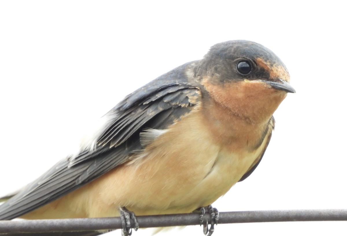 Barn Swallow - ML638520372