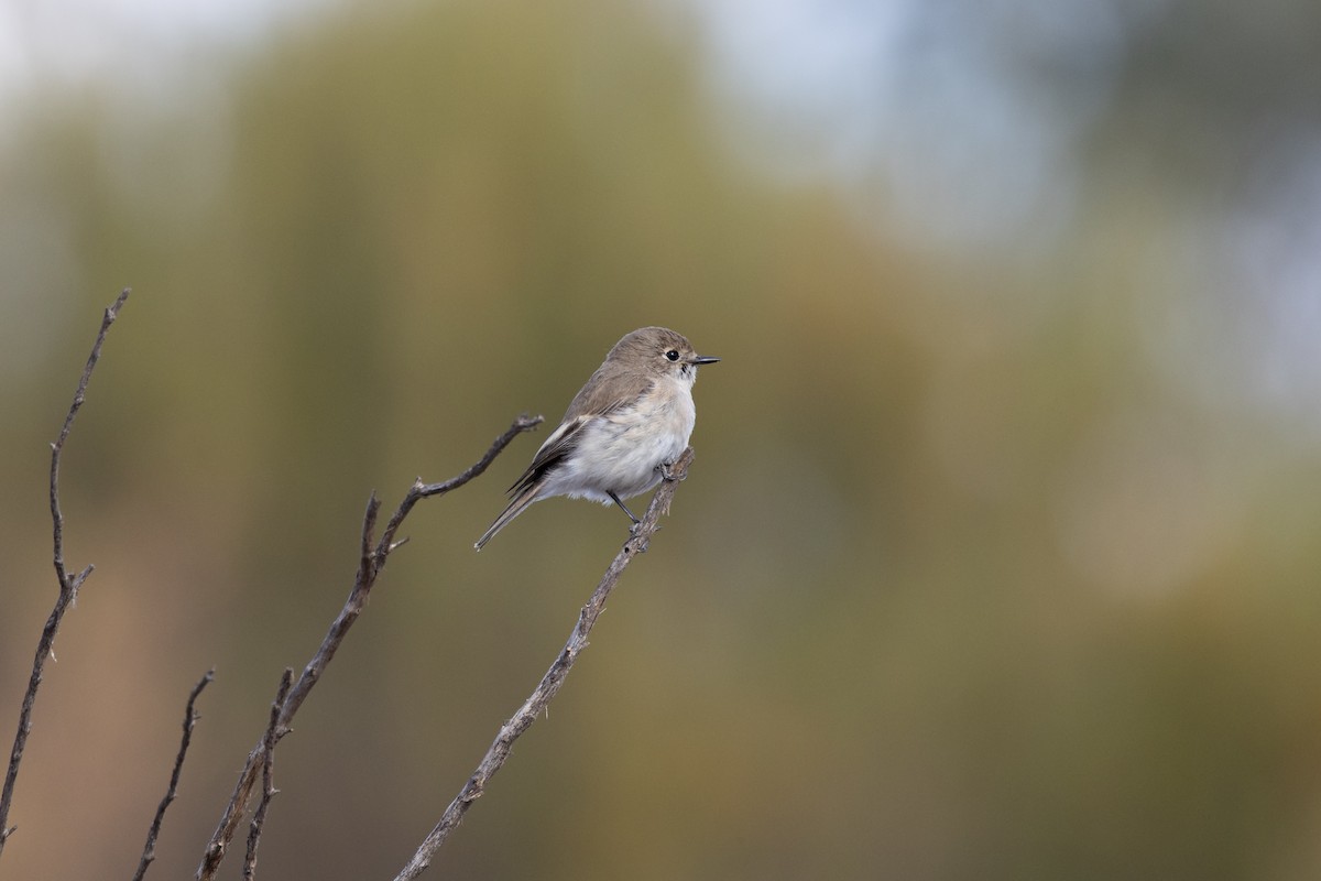 Red-capped Robin - ML638520391