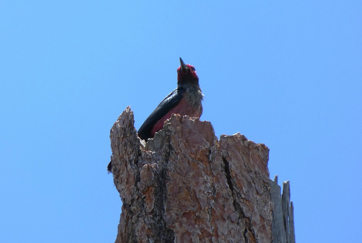 Lewis's Woodpecker - ML638520401