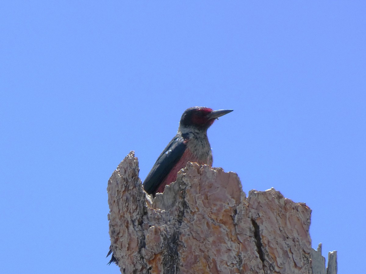 Lewis's Woodpecker - ML638520402