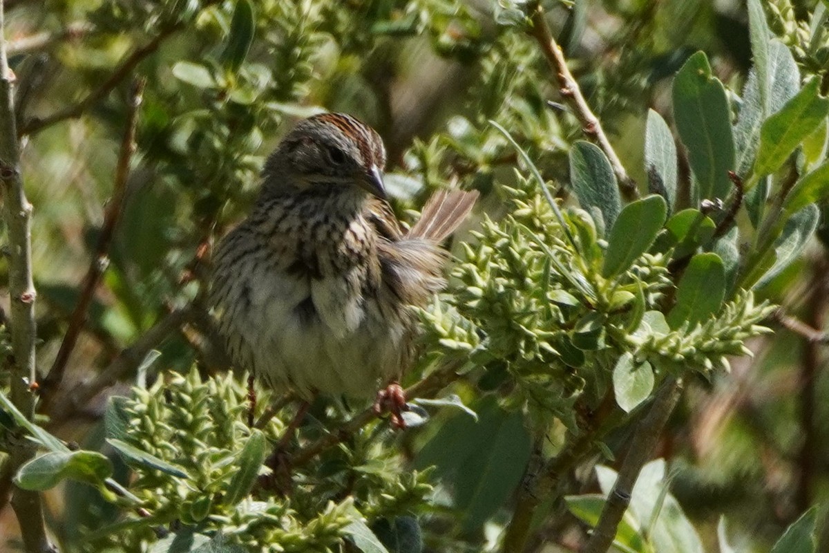 Lincoln's Sparrow - ML638520403