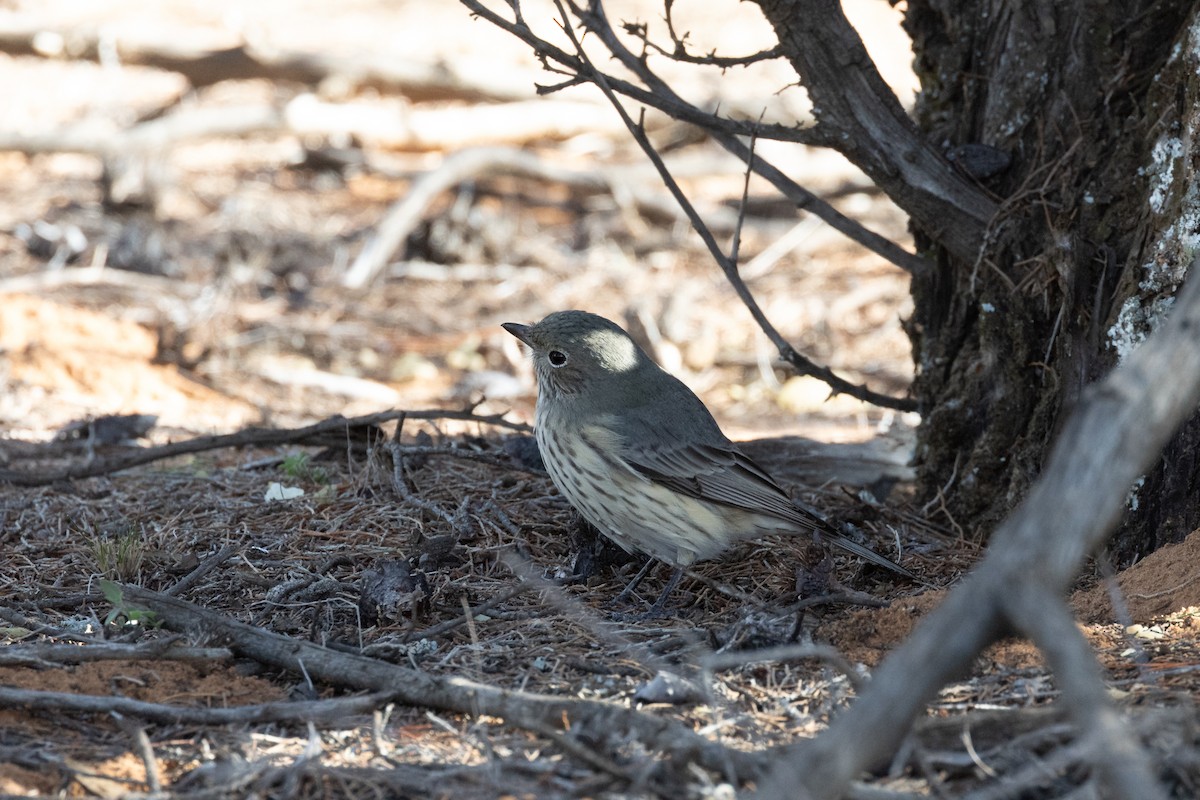 Rufous Whistler - ML638520409
