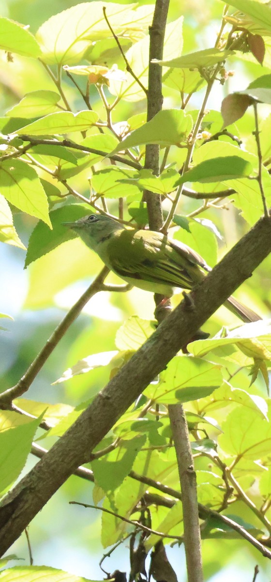 Yellow-olive Flatbill - ML638520431