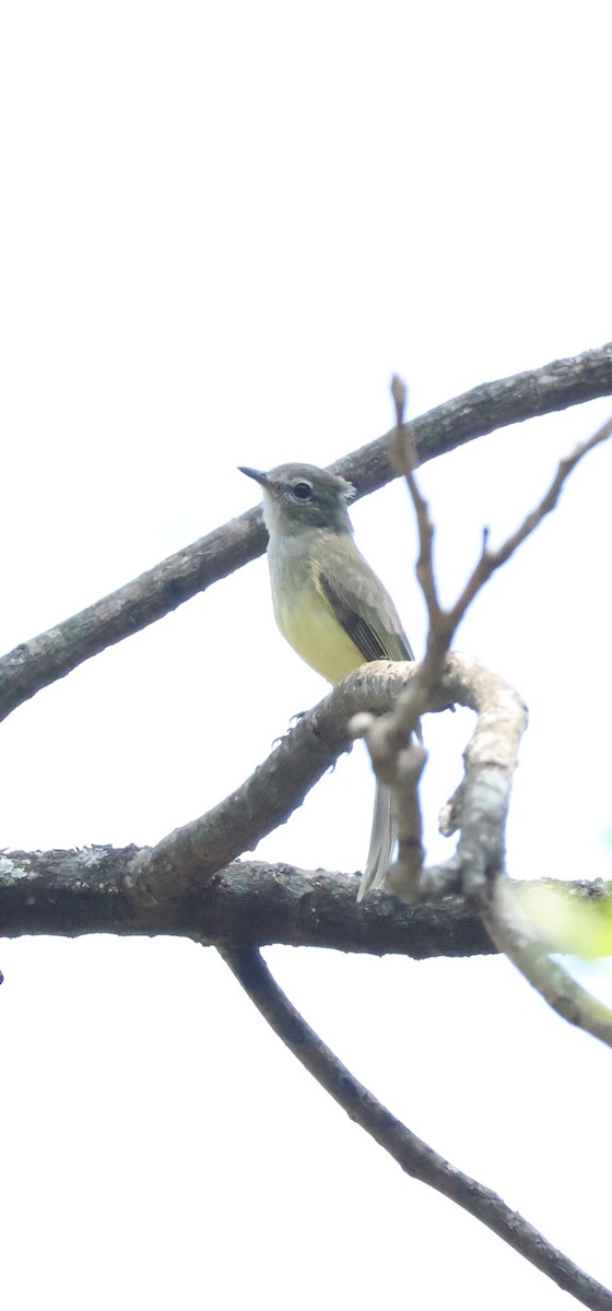 Greenish Elaenia - ML638520434