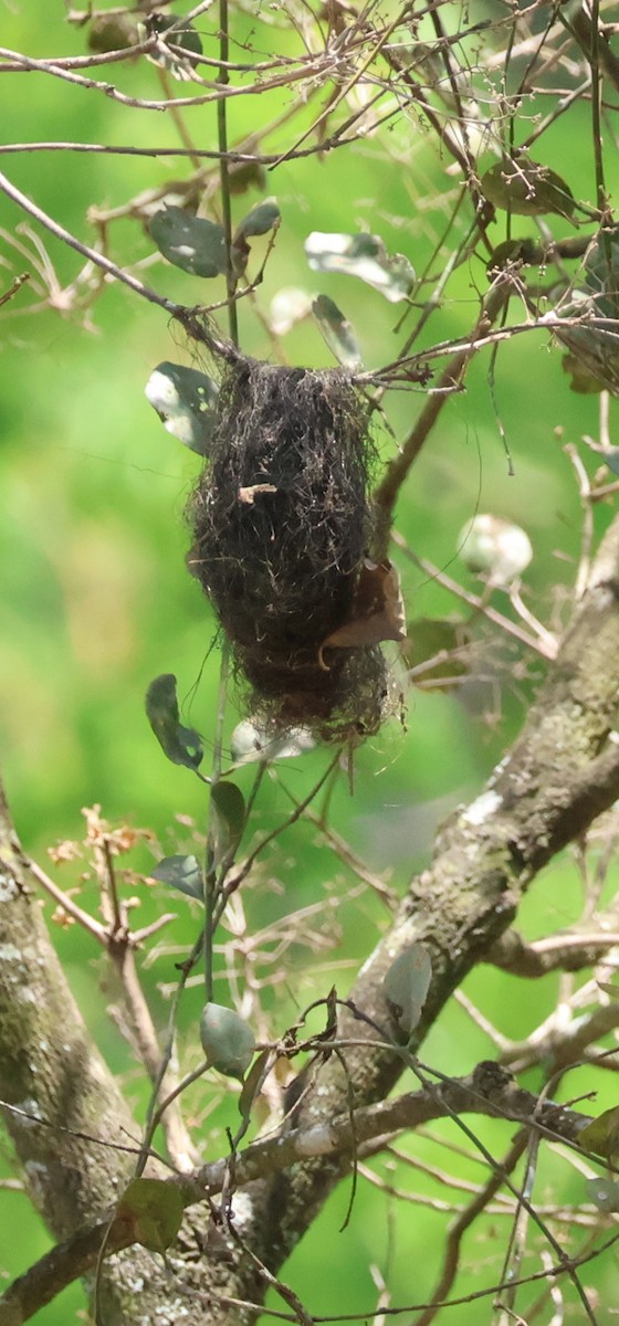 Greenish Elaenia - ML638520435