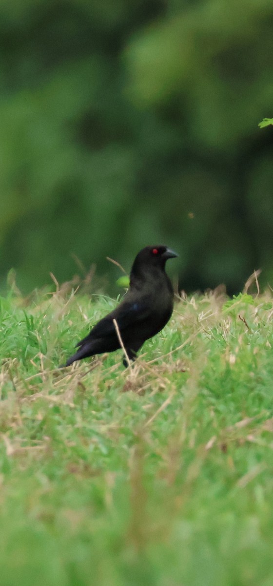 Bronzed Cowbird - ML638520441