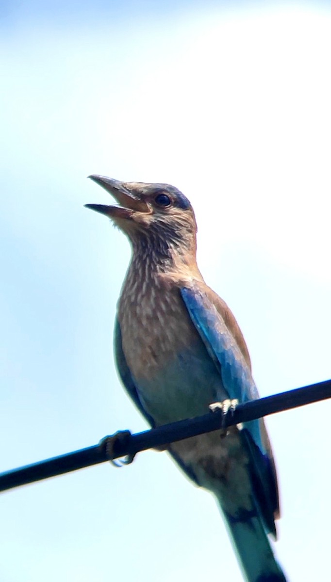 mandelík indický - ML638520453