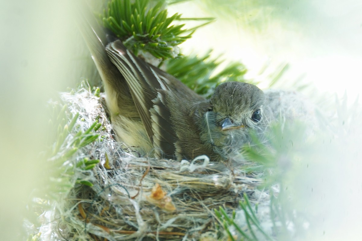 Dusky Flycatcher - ML638520456