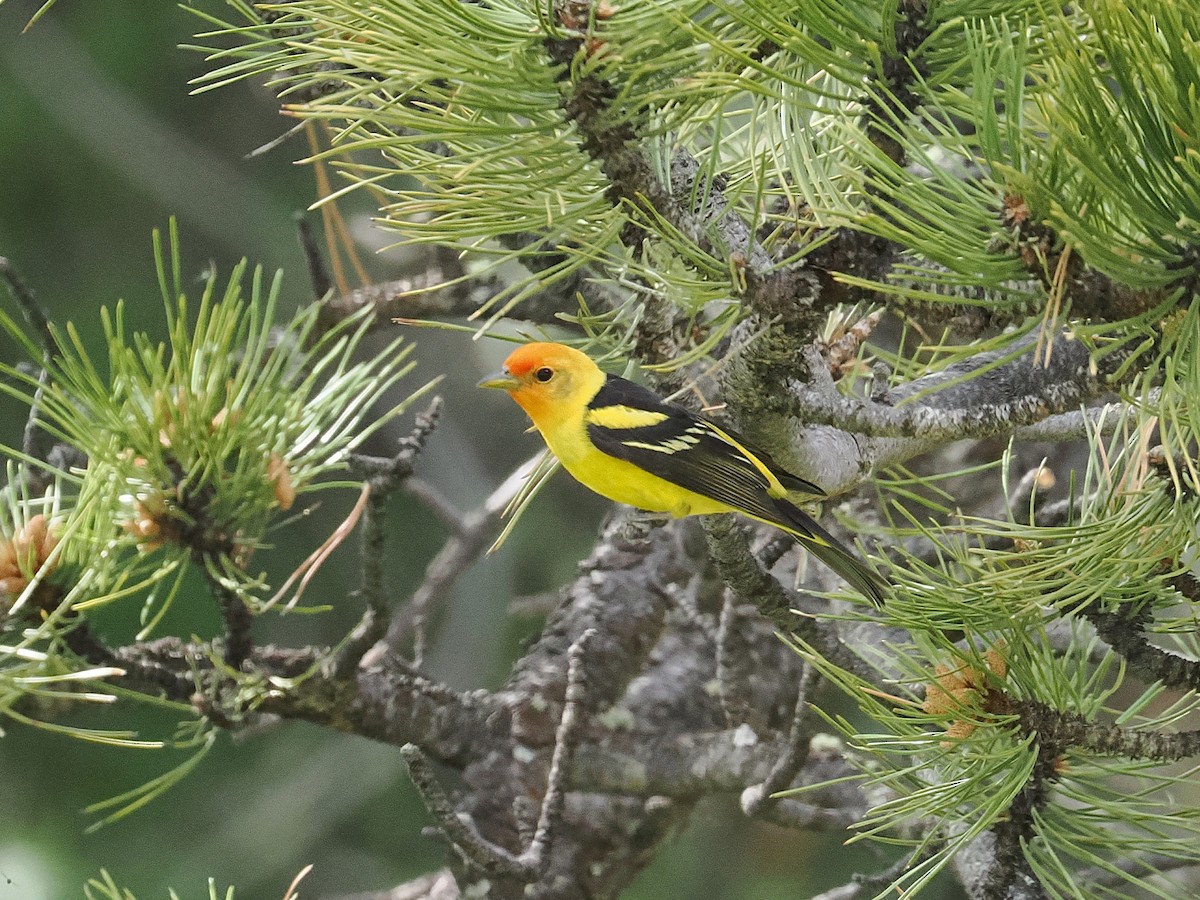 Western Tanager - ML638520457