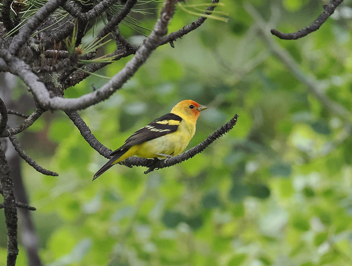 Western Tanager - ML638520458
