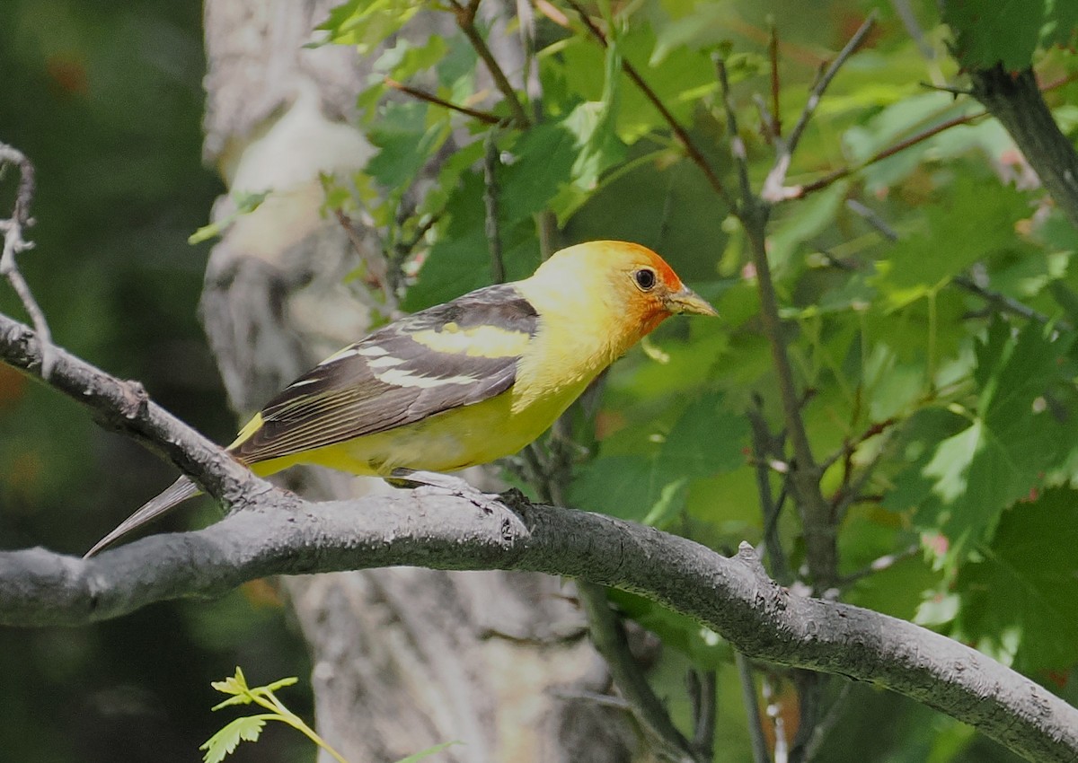 Western Tanager - ML638520463