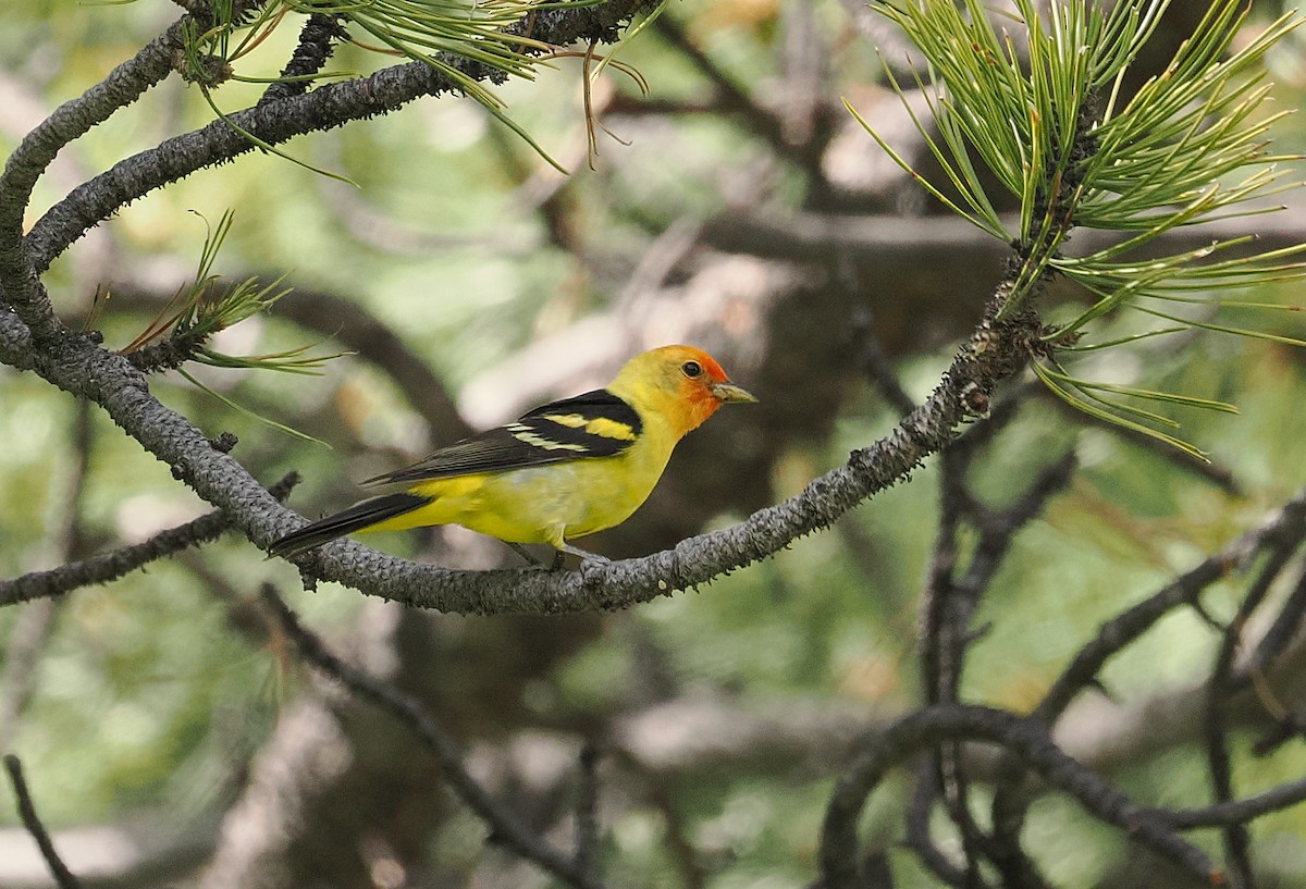 Western Tanager - ML638520466