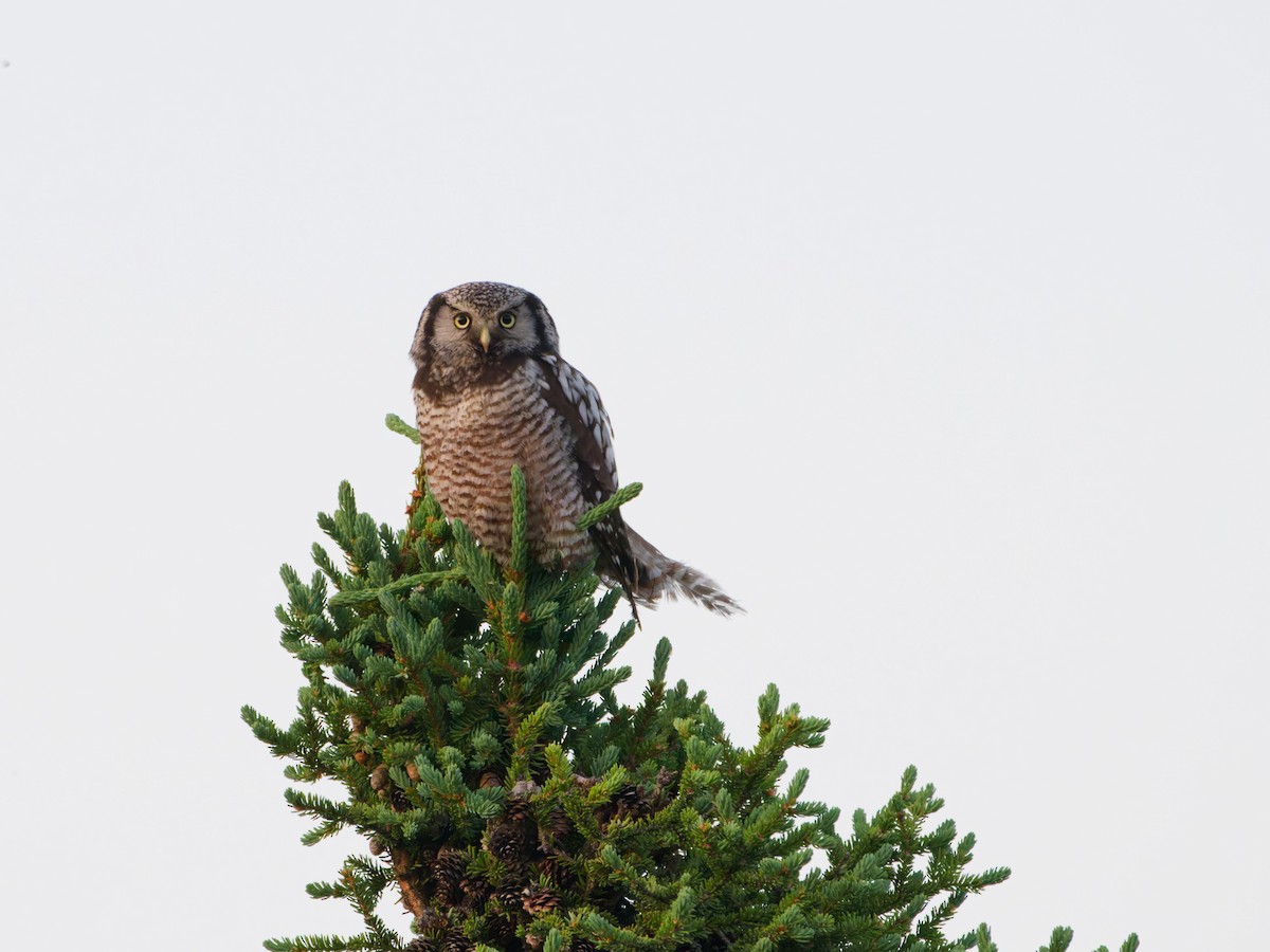 Northern Hawk Owl - ML638520467