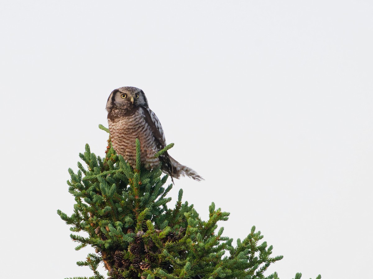 Northern Hawk Owl - ML638520468