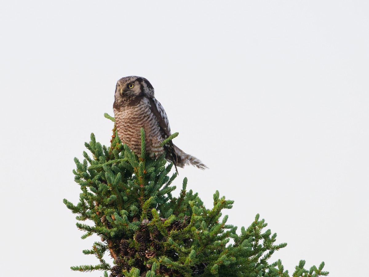 Northern Hawk Owl - ML638520469