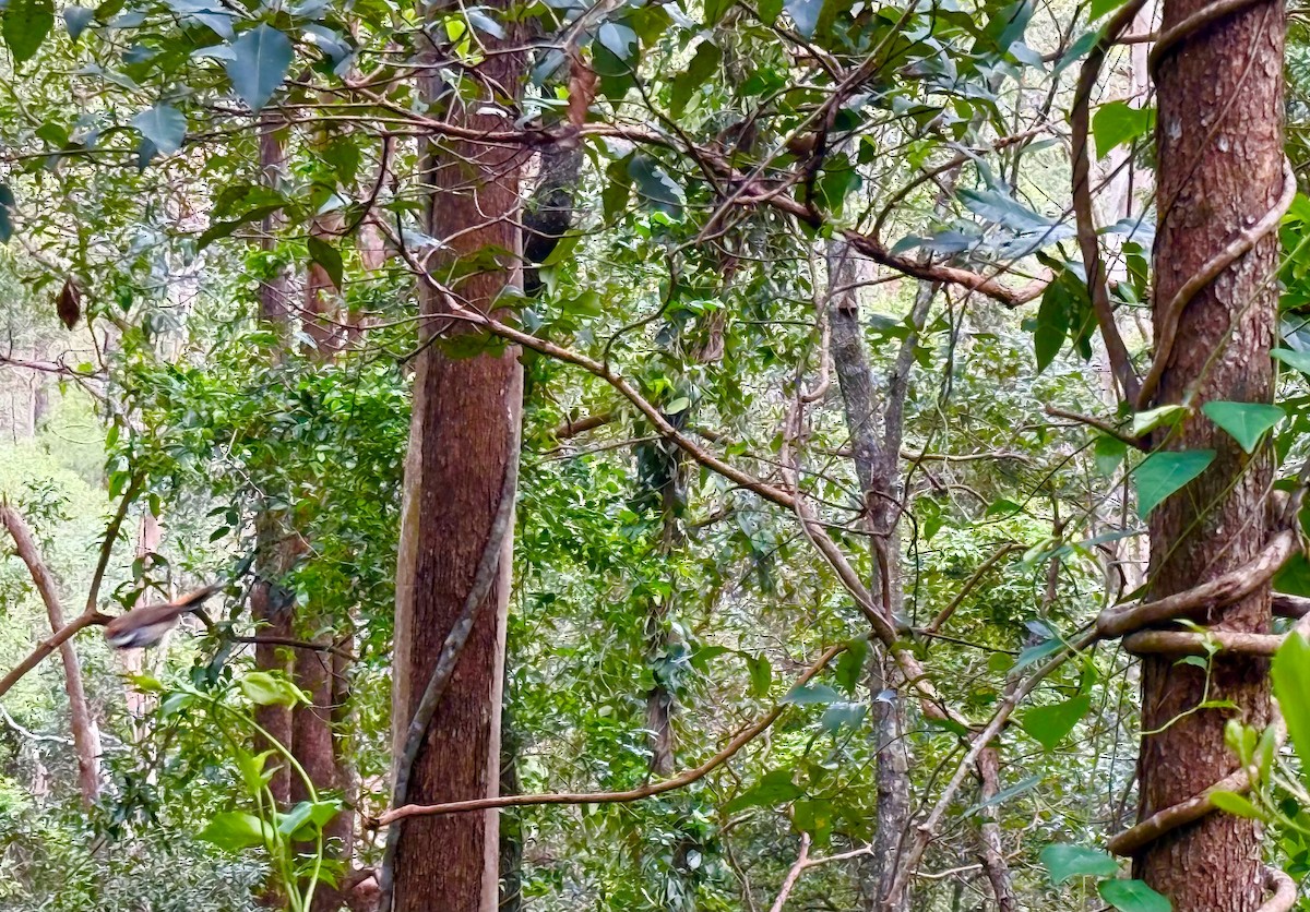 Australian Rufous Fantail - ML638520472