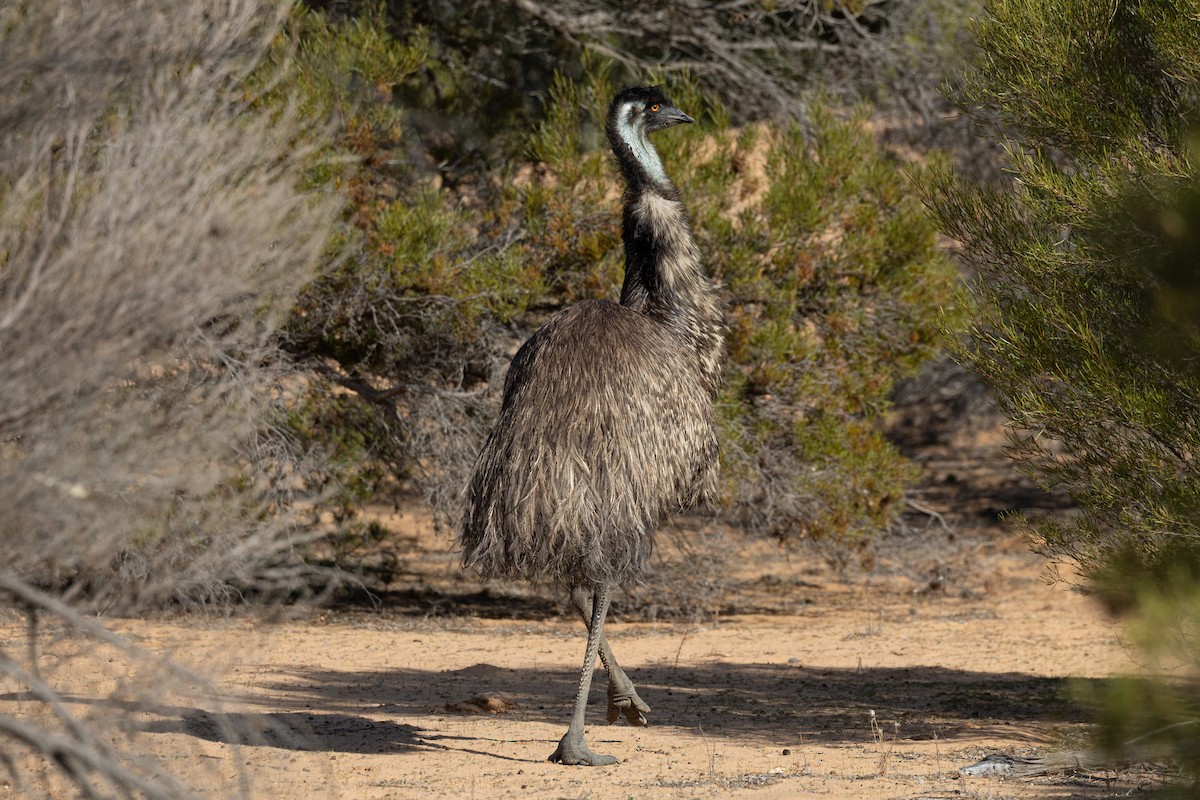 Emu - ML638520485
