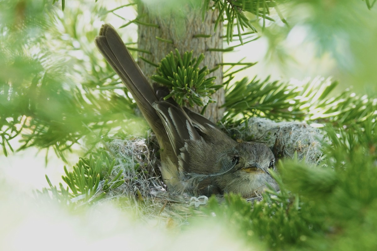 Dusky Flycatcher - ML638520487