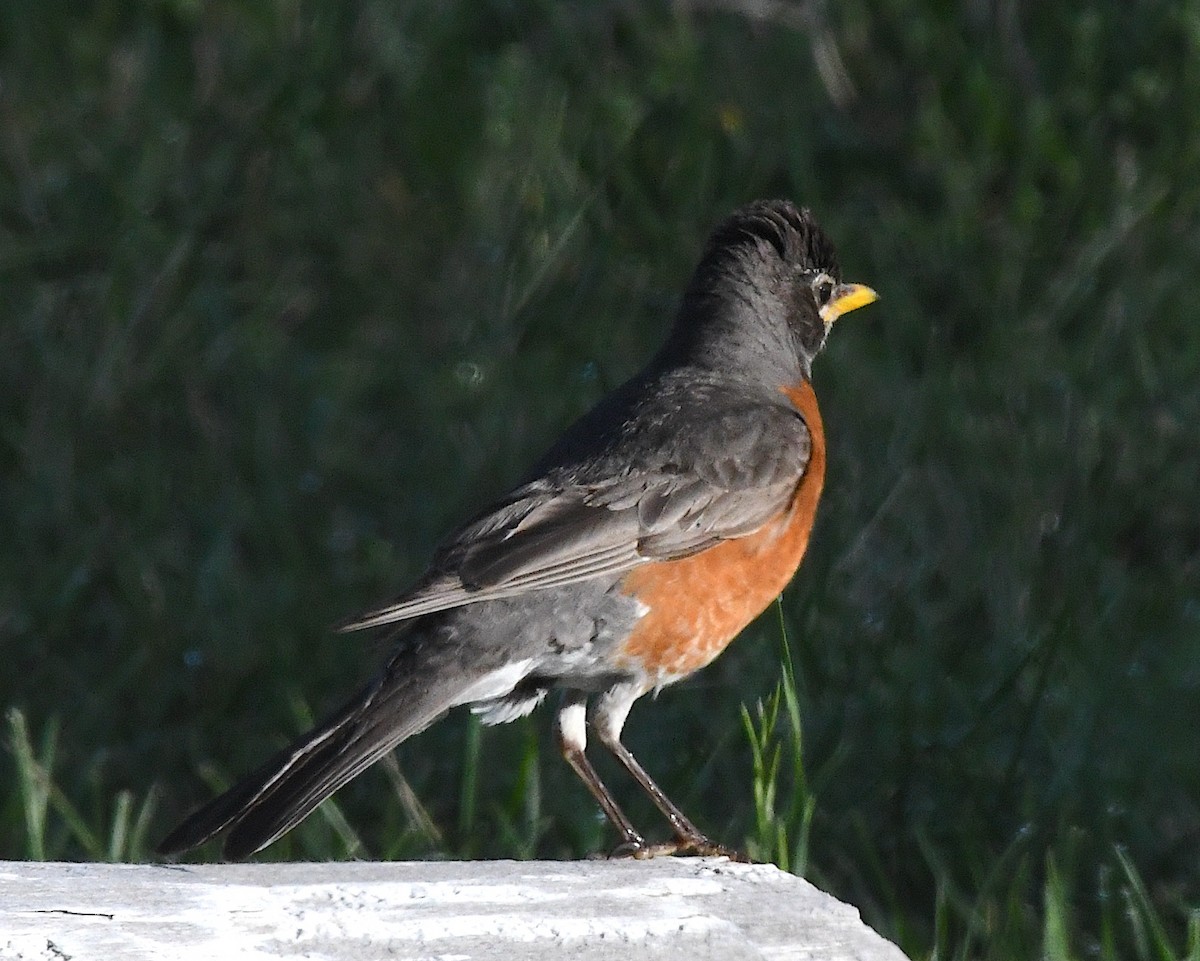 American Robin - ML638520497