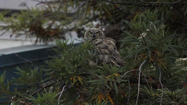 Great Horned Owl - ML638520505