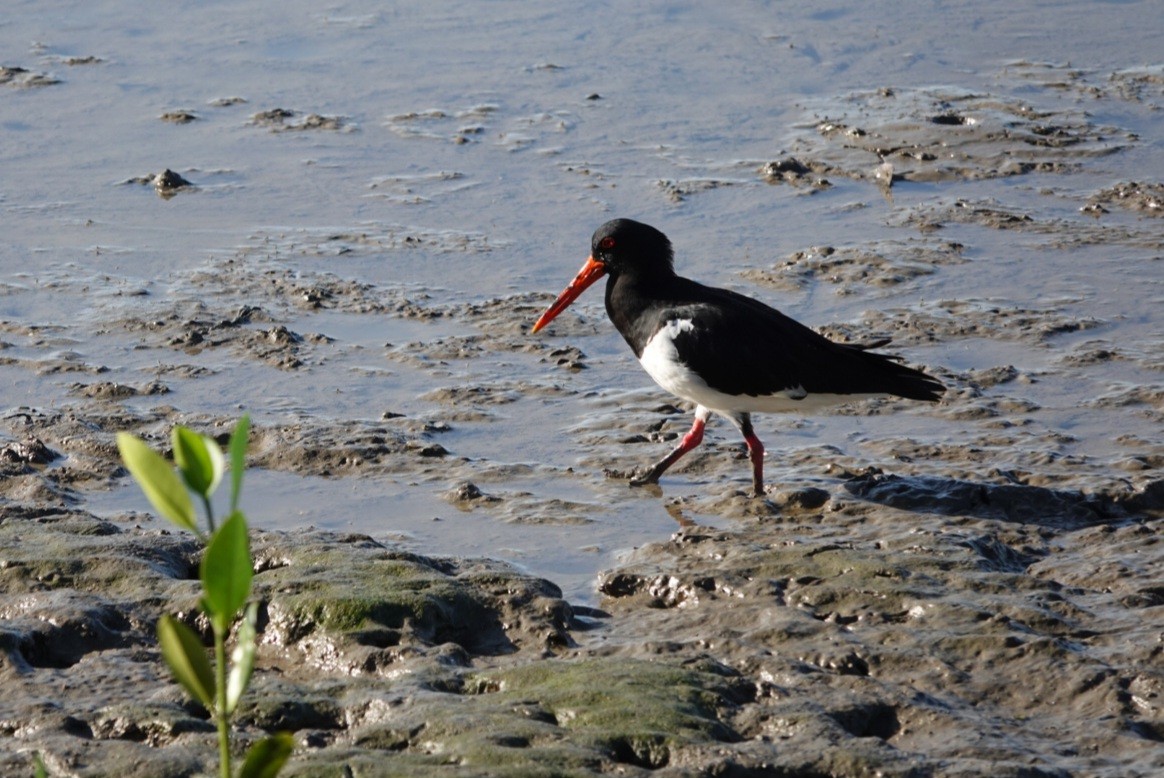 Pied Oystercatcher - ML638520539